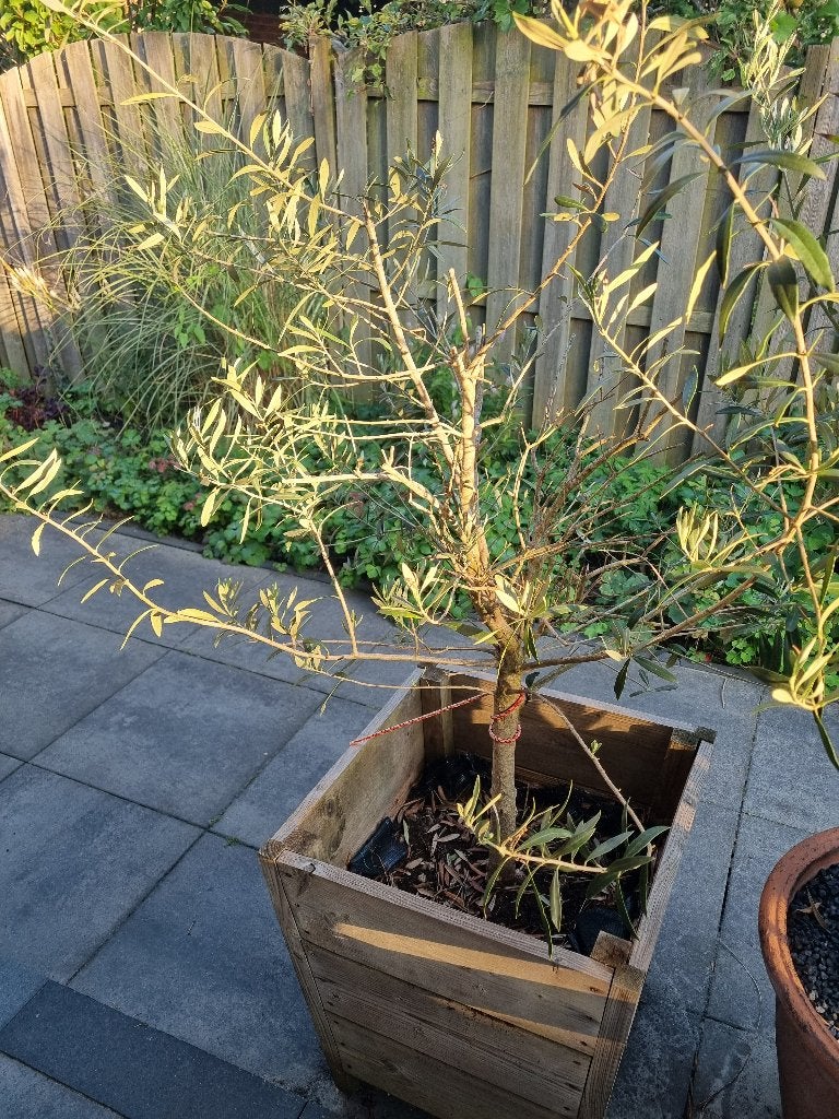 Olijfboom in vierkanten plantenbak, Tuin en Terras, Bloeit niet, 100 tot 250 cm, Olijfboom, Ophalen