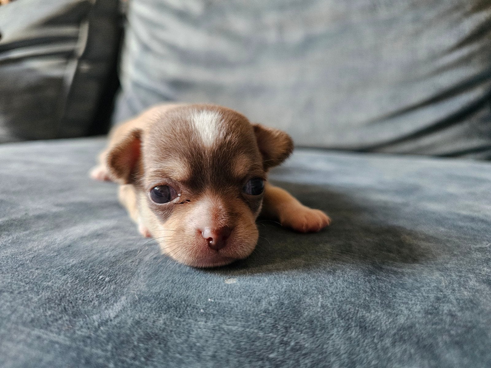 Prachtige lieve chihuahua pups, 8 tot 15 weken, Teef, Meerdere, Chihuahua