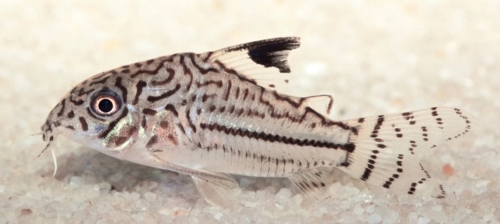 Corydoras, Vis, Zoetwatervis, Schoolvis