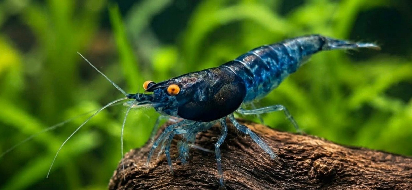 SPECIAAL - Bleu Dream neocaridina (OE) orange eyes., Dieren en Toebehoren, Kreeft, Krab of Garnaal