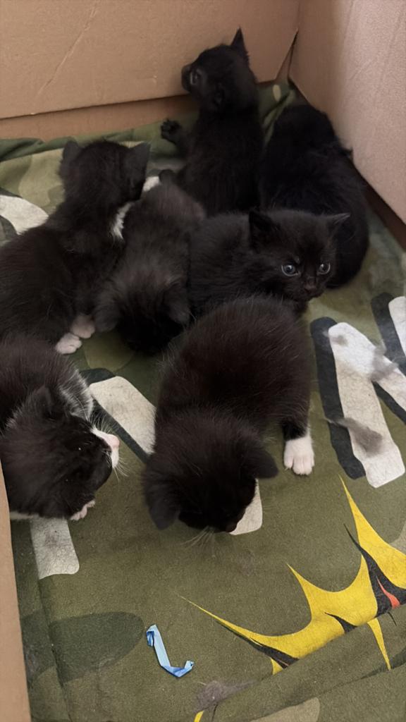 Kittens, Meerdere dieren, Kortharig, 0 tot 2 jaar