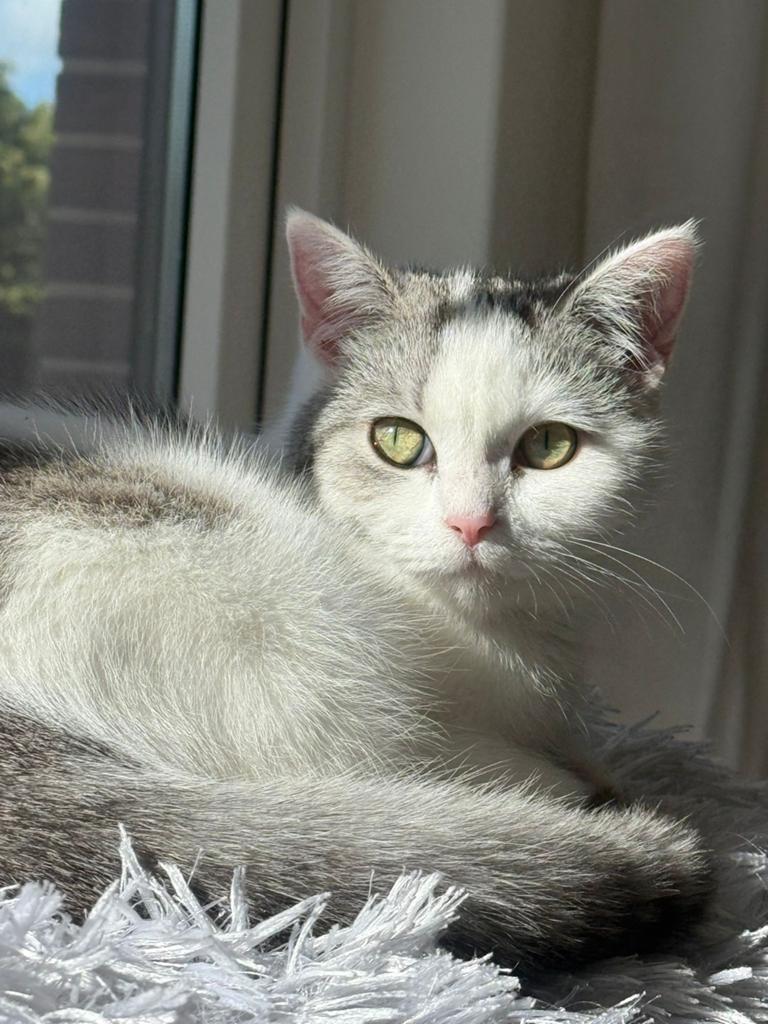 Kater voor mijn poes!, Dieren en Toebehoren, Katten en Kittens | Overige Katten, Kater, Kortharig, 3 tot 5 jaar