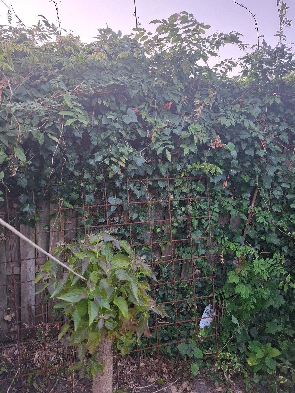 Funderings net gratis afhalen, Ophalen, Volle zon, Overige soorten, Minder dan 100 cm