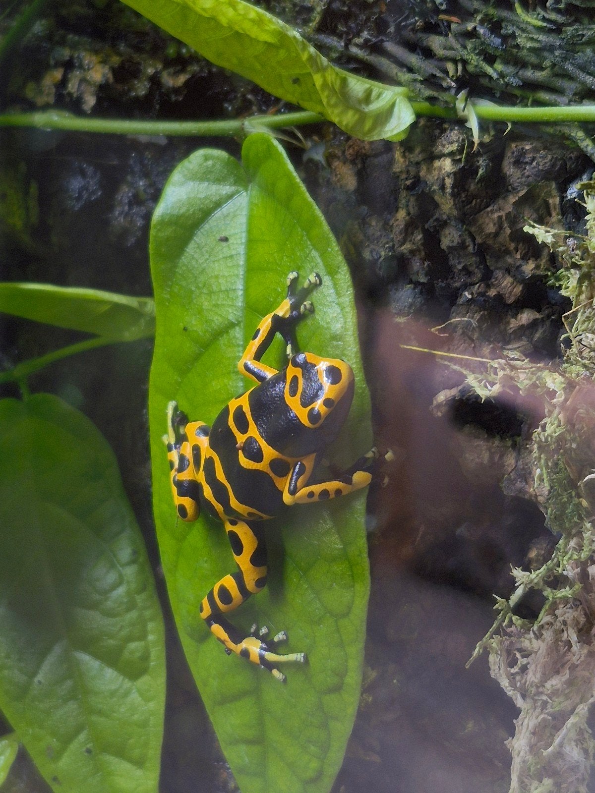 dendrobates leucomelas Frog - unknown for sale from jasper