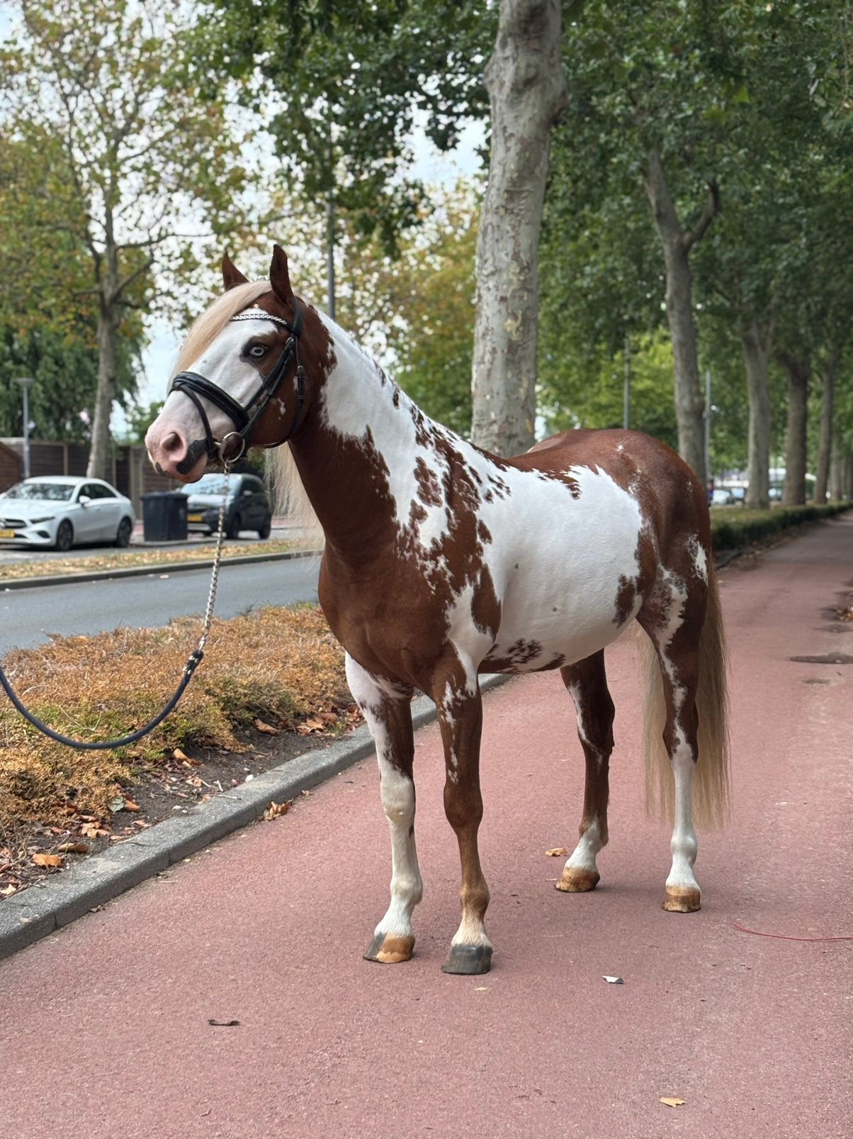 Apollo | Once in a lifetime pony ️, Dieren en Toebehoren, Paarden, Minder dan 160 cm, Ruin, Gechipt, 3 tot 6 jaar