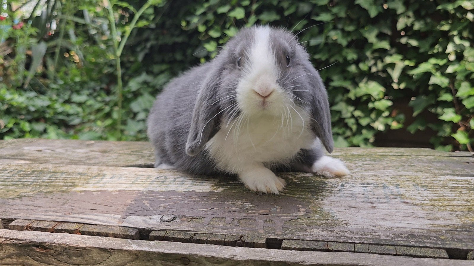 Jonge NHD konijntjes, Meerdere dieren, Klein, Hangoor, 0 tot 2 jaar