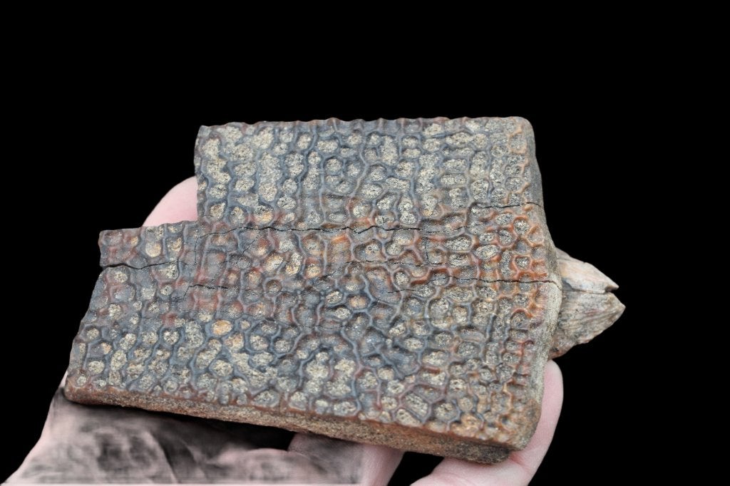 Schildfragment schildpad, Ophalen of Verzenden, Fossiel