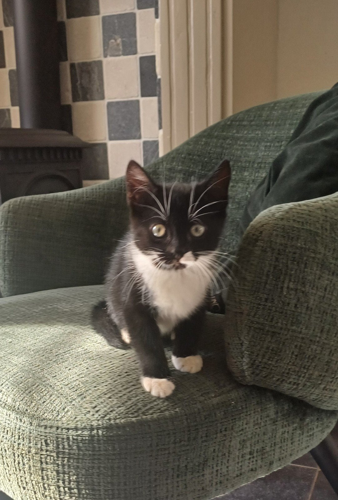 kitten, Poes, Kortharig, 0 tot 2 jaar