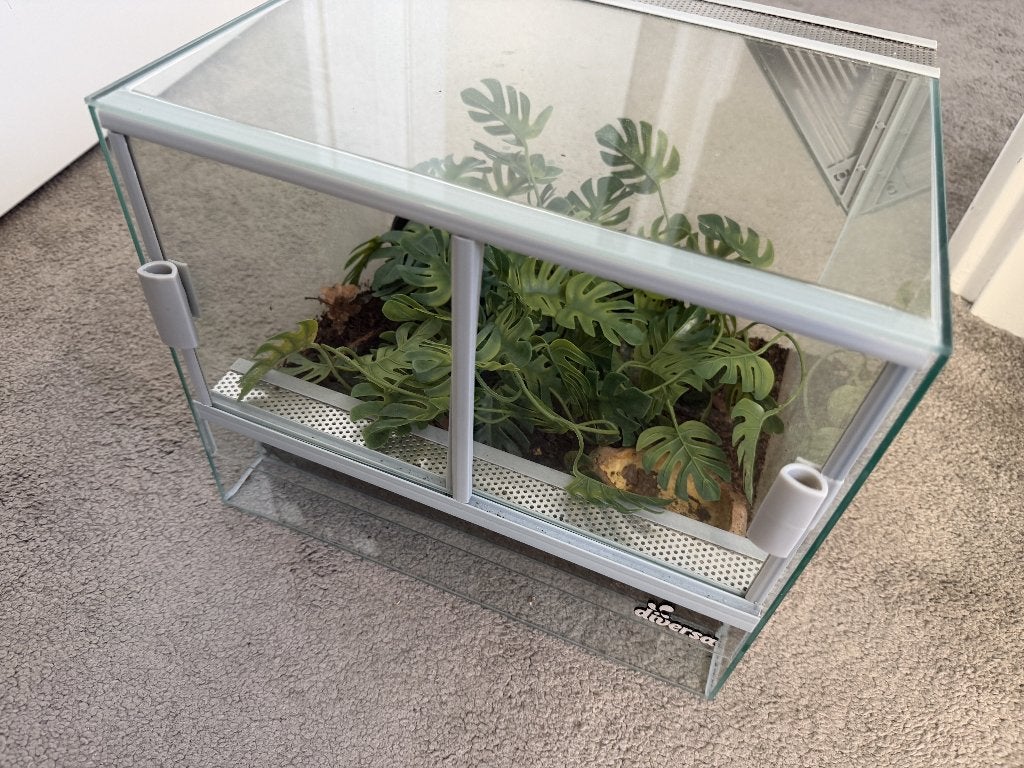 Samurai Blue Pacman Kikker + Diversa Terrarium (36L) Frog photo 4