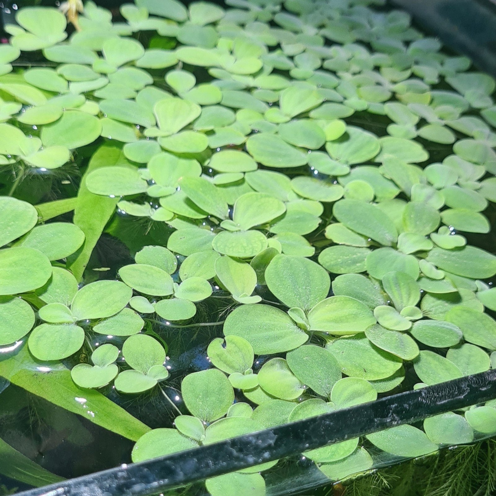 Drijfplantjes -  bak vol voor 5 euro - 30 stuks, Ophalen, Nieuw, Plant(en), Steen of Hout