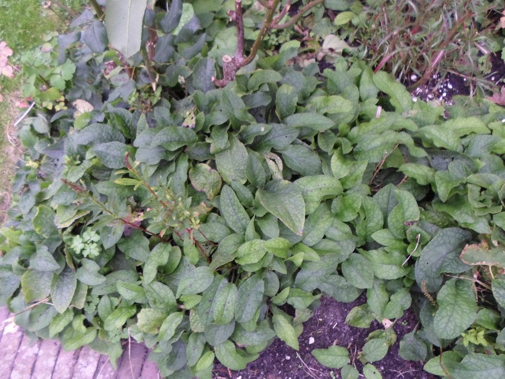 Smeerwortel.    Uitspitten.   Bananendoos   vol    10  euro., Tuin en Terras, Ophalen, Vaste plant, Overige soorten, Halfschaduw