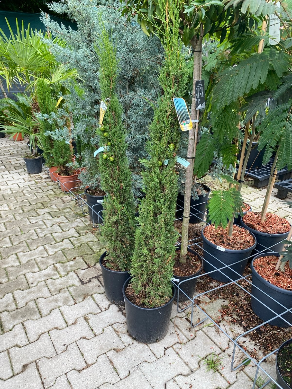 Italiaanse Cipres (Cupressus sempervirens) 1,40 hoog, Volle zon, Vaste plant, Bloeit niet, Ophalen