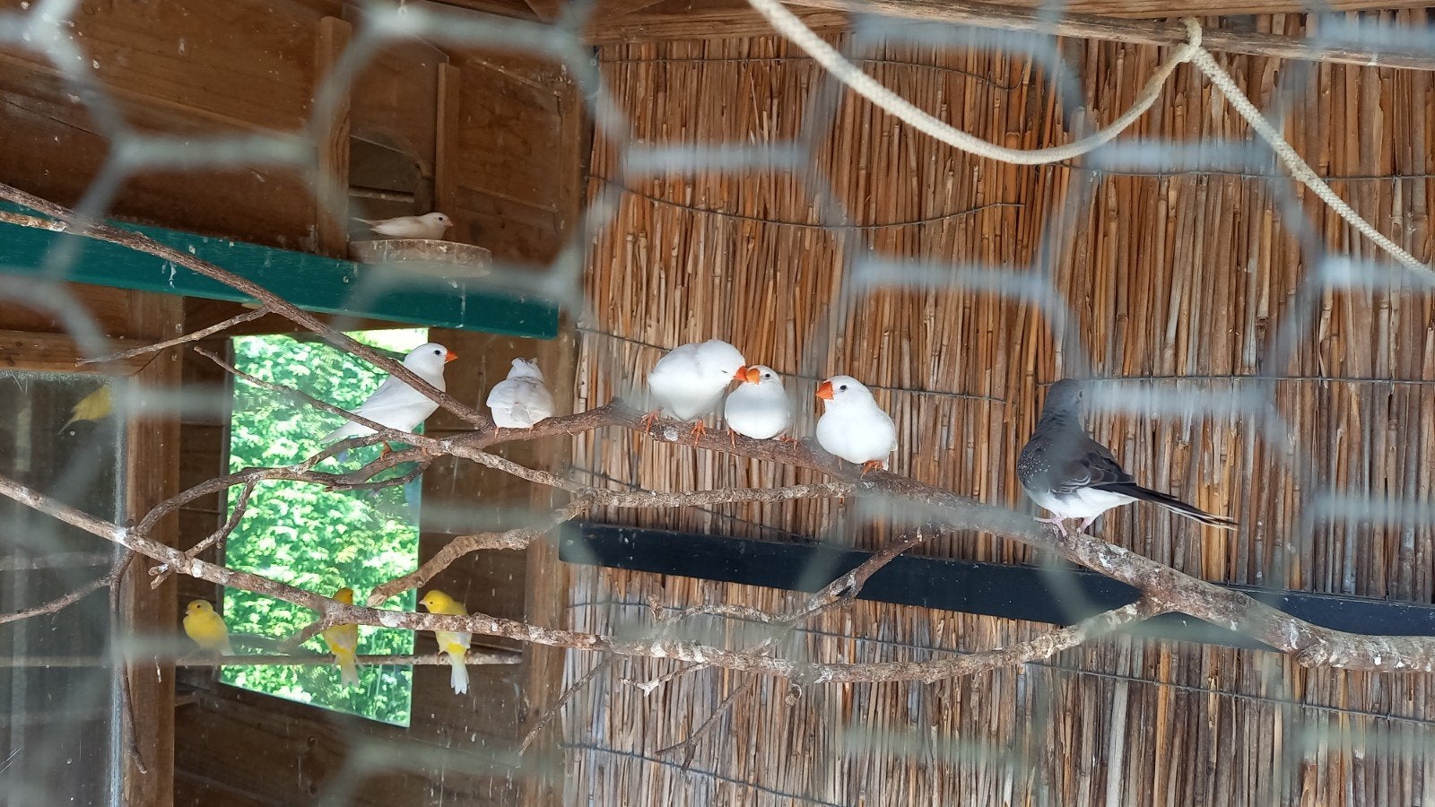 Te koop Koppels witte zebravinken, Dieren en Toebehoren, Vogels | Overige Vogels, Meerdere dieren