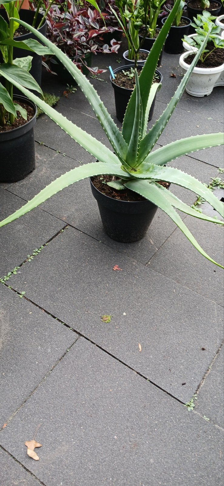 Grote Aloë Vera plant in pot (25 cm), Volle zon, Vaste plant, Bloeit niet, Ophalen
