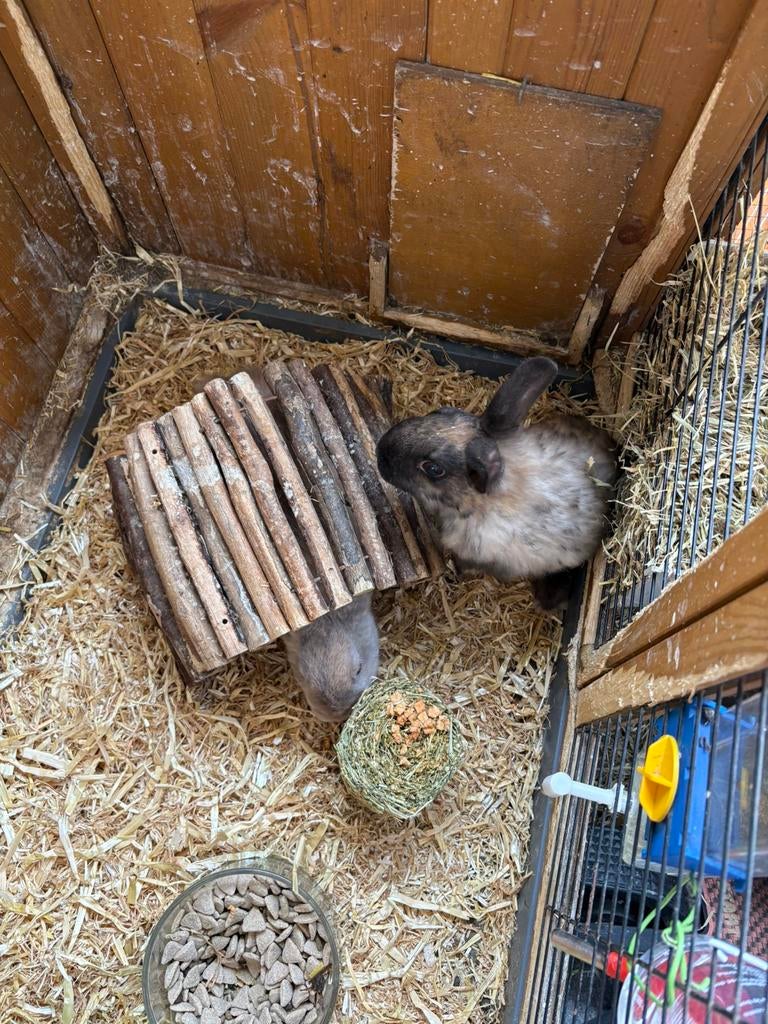Konijnen + hok, Oktober, Mannelijk, Cavia