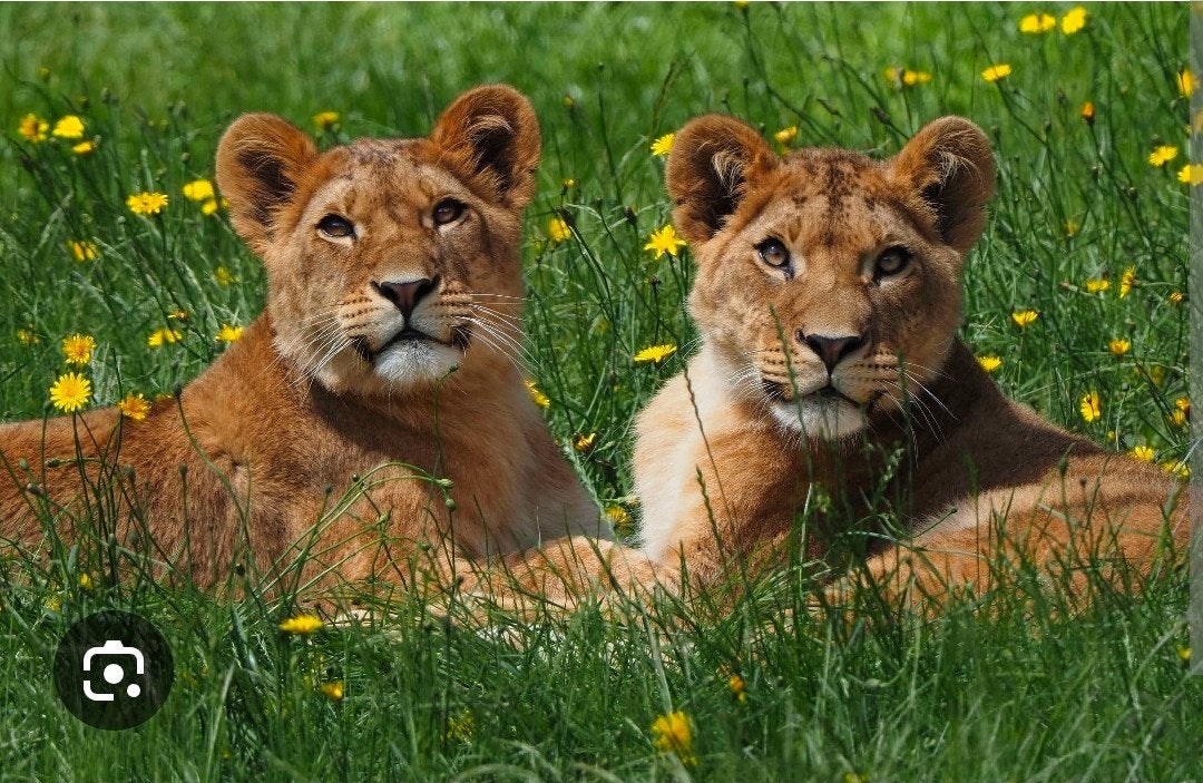 8 tickets Safaripark Beekse bergen, Drie personen of meer, Ticket of Toegangskaart