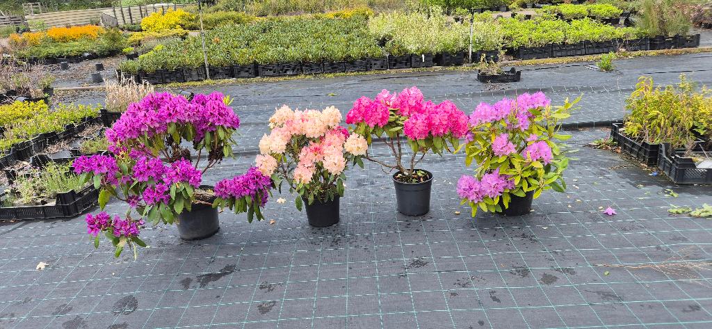 Rhododendron in soorten, Ophalen, Rhododendron, Struik, Minder dan 100 cm