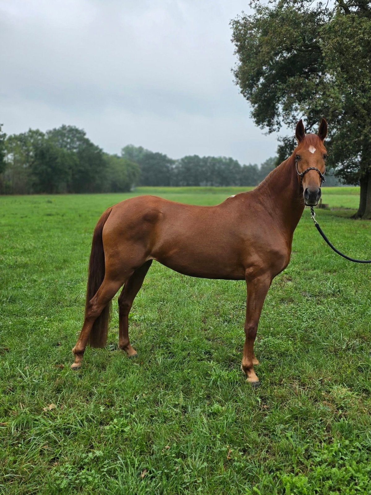 Super bewegende 3,5 jarige e pony merrie, Dieren en Toebehoren, Merrie, Zadelmak, Minder dan 160 cm, 3 tot 6 jaar