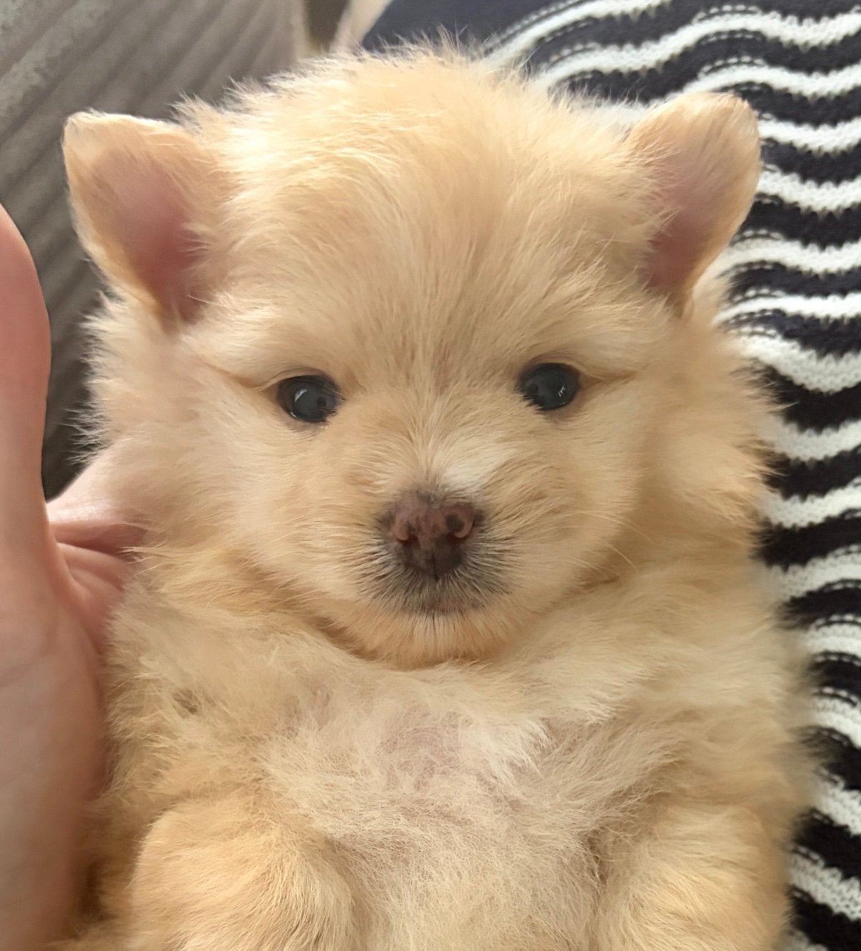 🐶 🦊 Pomeriaan x chihuahua  pup 🦊🐶 mini formaatje, Dieren en Toebehoren, Parvo, 8 tot 15 weken, Eén hond, Nederland
