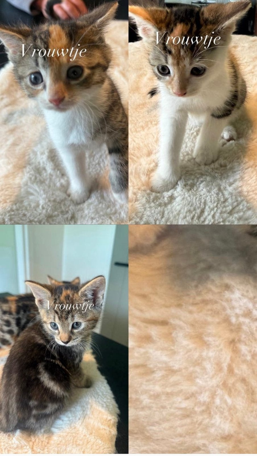 Kittes, Poes