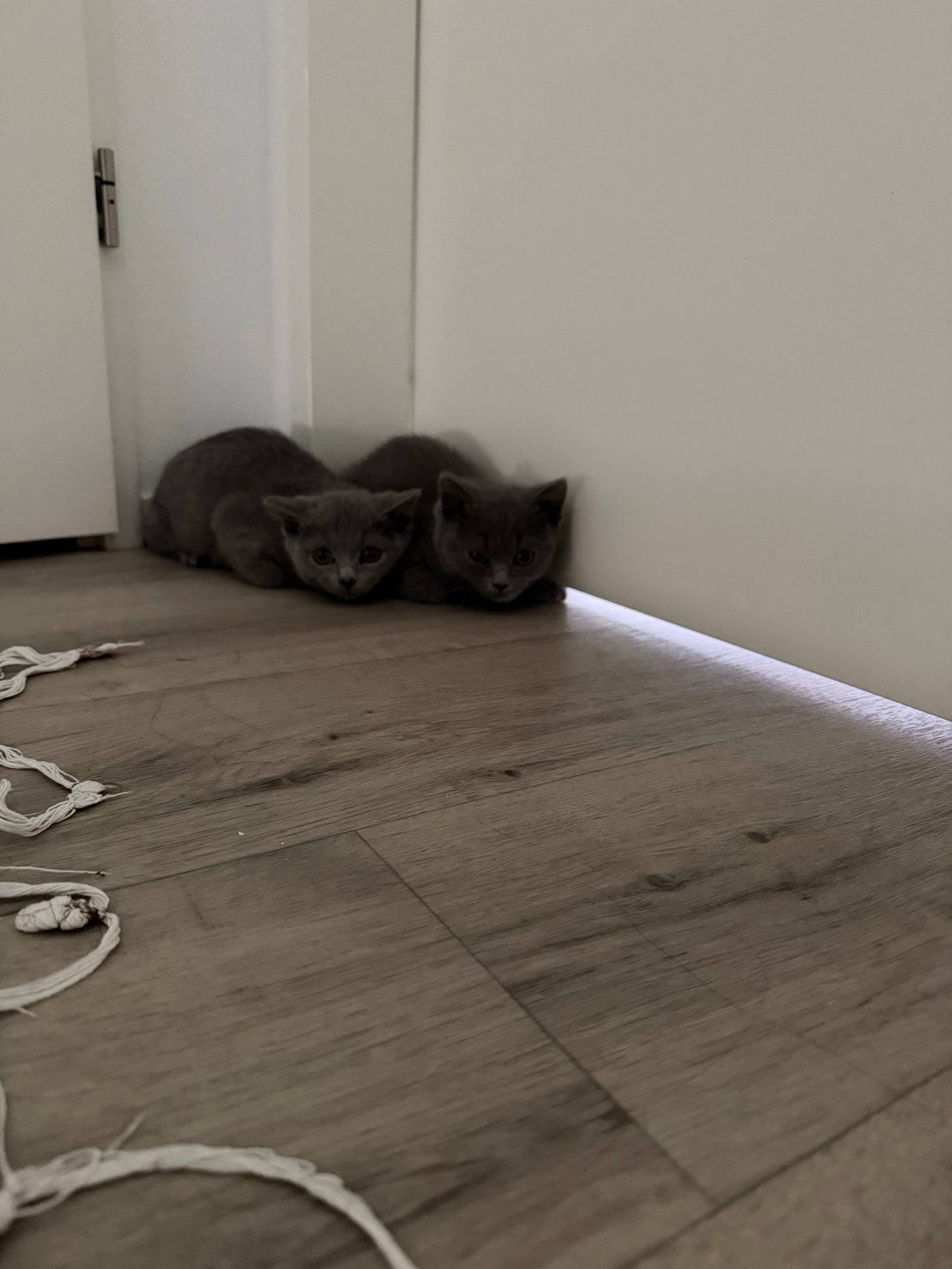 Britse korthaar, Dieren en Toebehoren, Poes, Kortharig, 0 tot 2 jaar