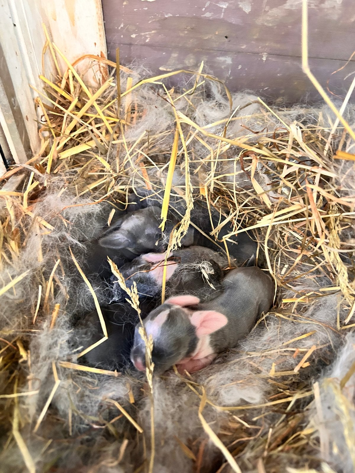 Op zoek naar een baby konijn? Bekijk deze advertentie, Dieren en Toebehoren, Konijnen, Meerdere dieren