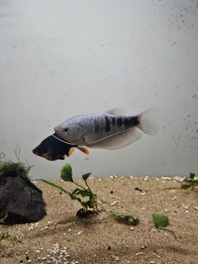 Blauwe spat, Kreeft, Krab of Garnaal
