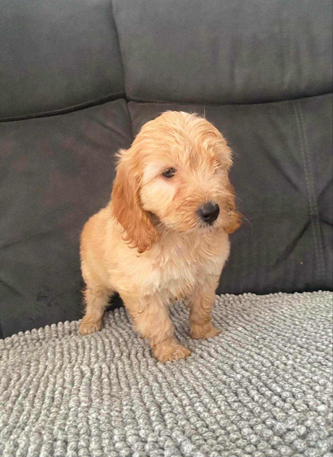 cockapoo puppy, HCC (leverziekte), Overige rassen, 8 tot 15 weken, Teef
