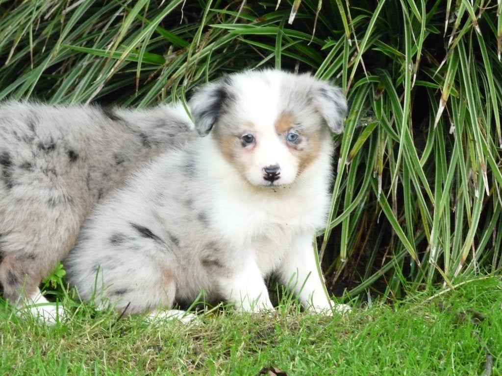 border collie pups  bordercollie pups, Parvo, 8 tot 15 weken, Collie, Meerdere
