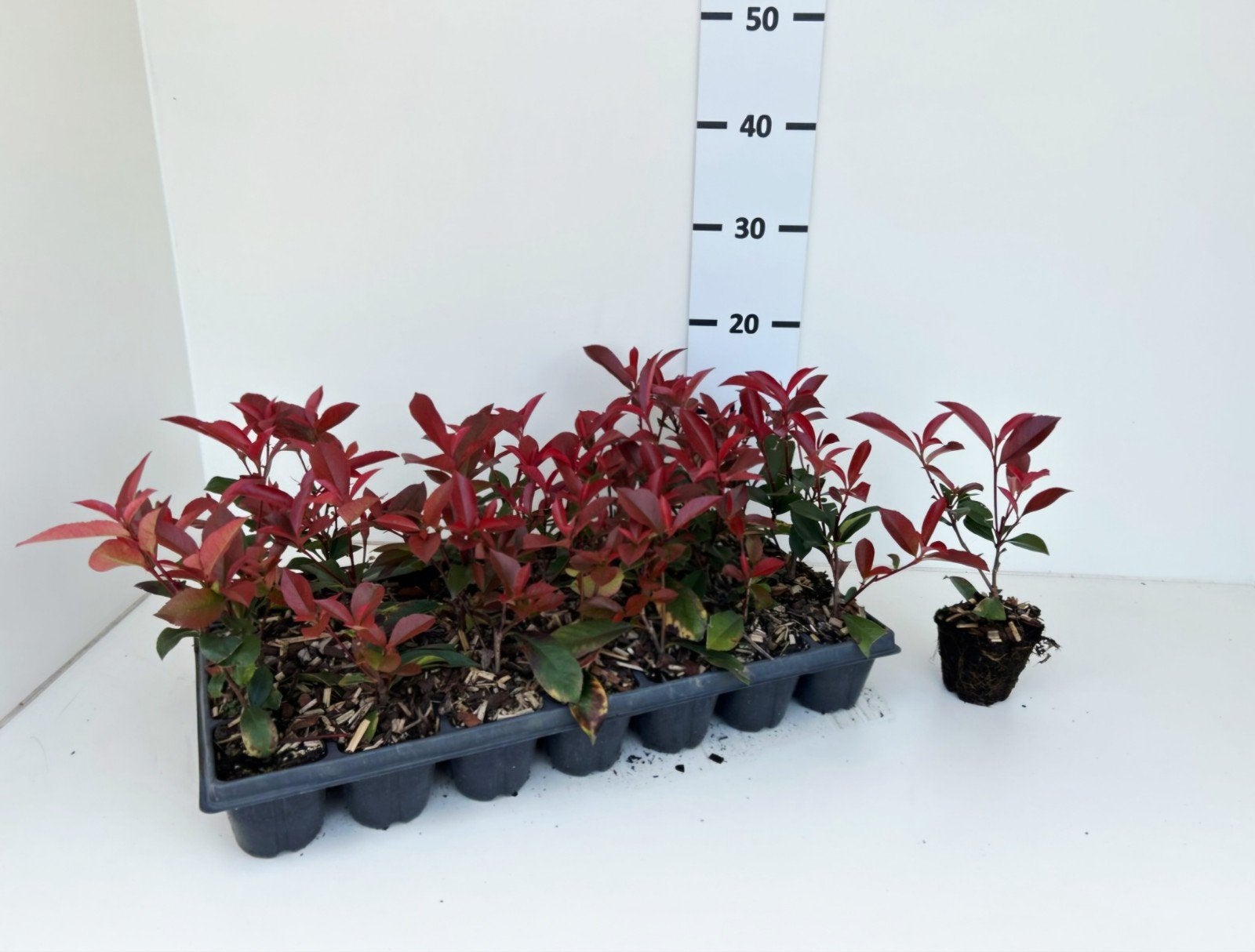 Photinia Fraseri Carré "Rouge"🌿🍁 (glansmispel), Tuin en Terras, Planten | Bomen, Ophalen