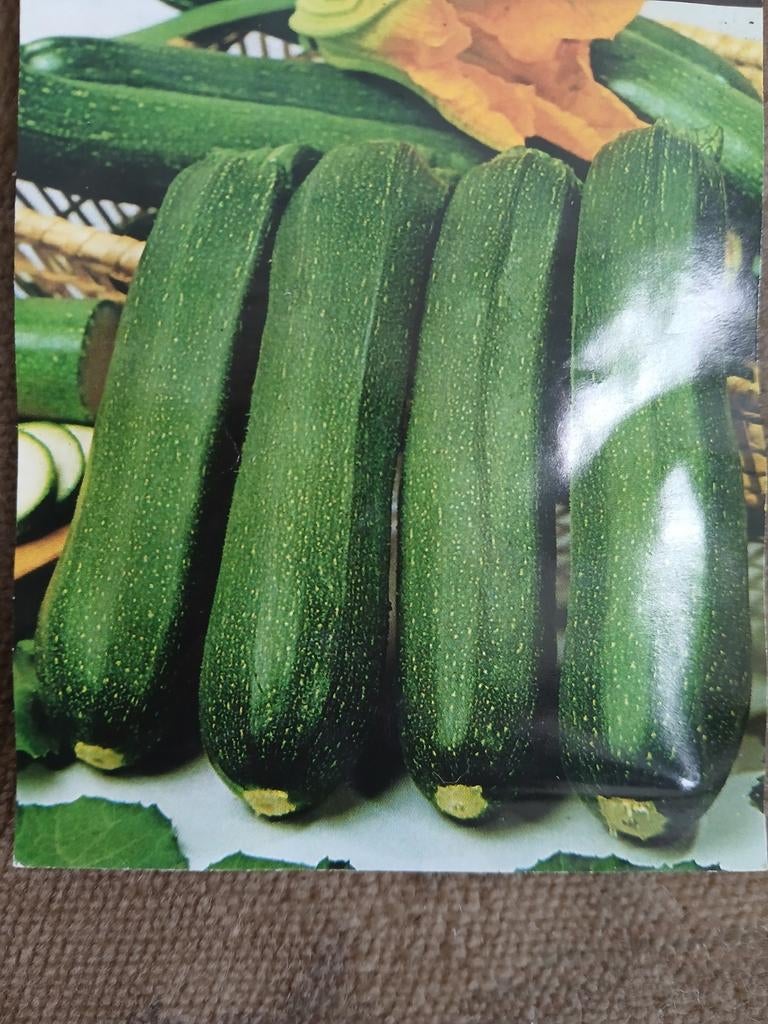 Groene courgette plant black beauty/ gele courgettes, Tuin en Terras, Ophalen, Volle zon, Groenteplanten, Eenjarig