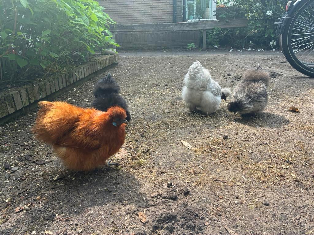 4 tamme Zijdehoen krielkippen (gratis) wegens verhuizing, Vrouwelijk, Kip