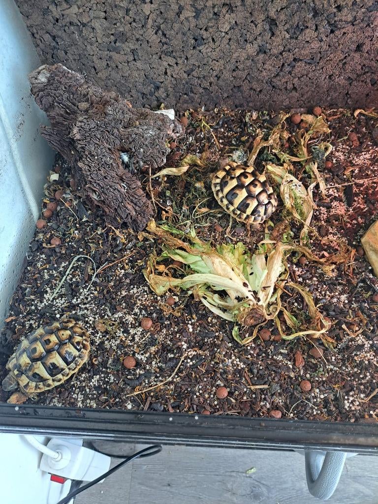 Griekse landschildpad, Dieren en Toebehoren, Amfibie, 0 tot 2 jaar