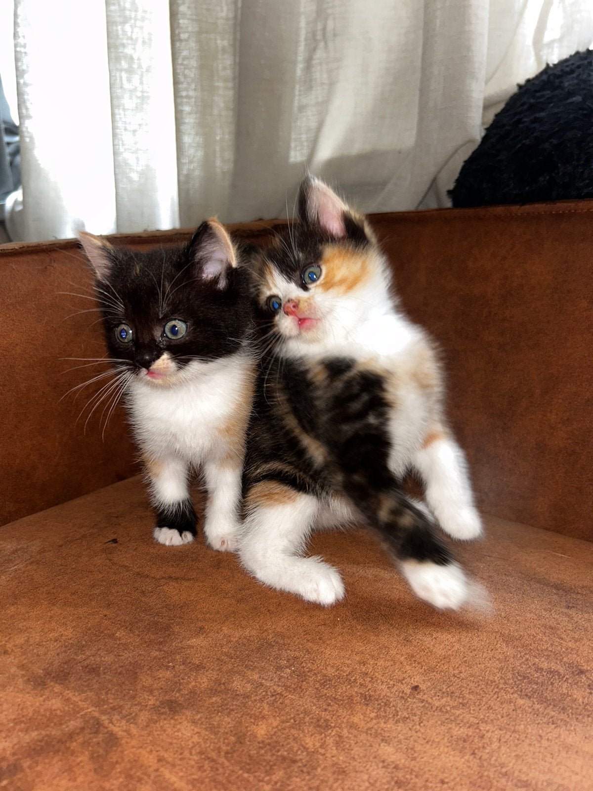 Ragdol x European Shorthair, Meerdere dieren