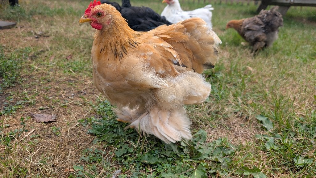 Prachtig en tam Cochin kriel Haantje, gratis, evt met hen, Dieren en Toebehoren, Meerdere dieren, Kip