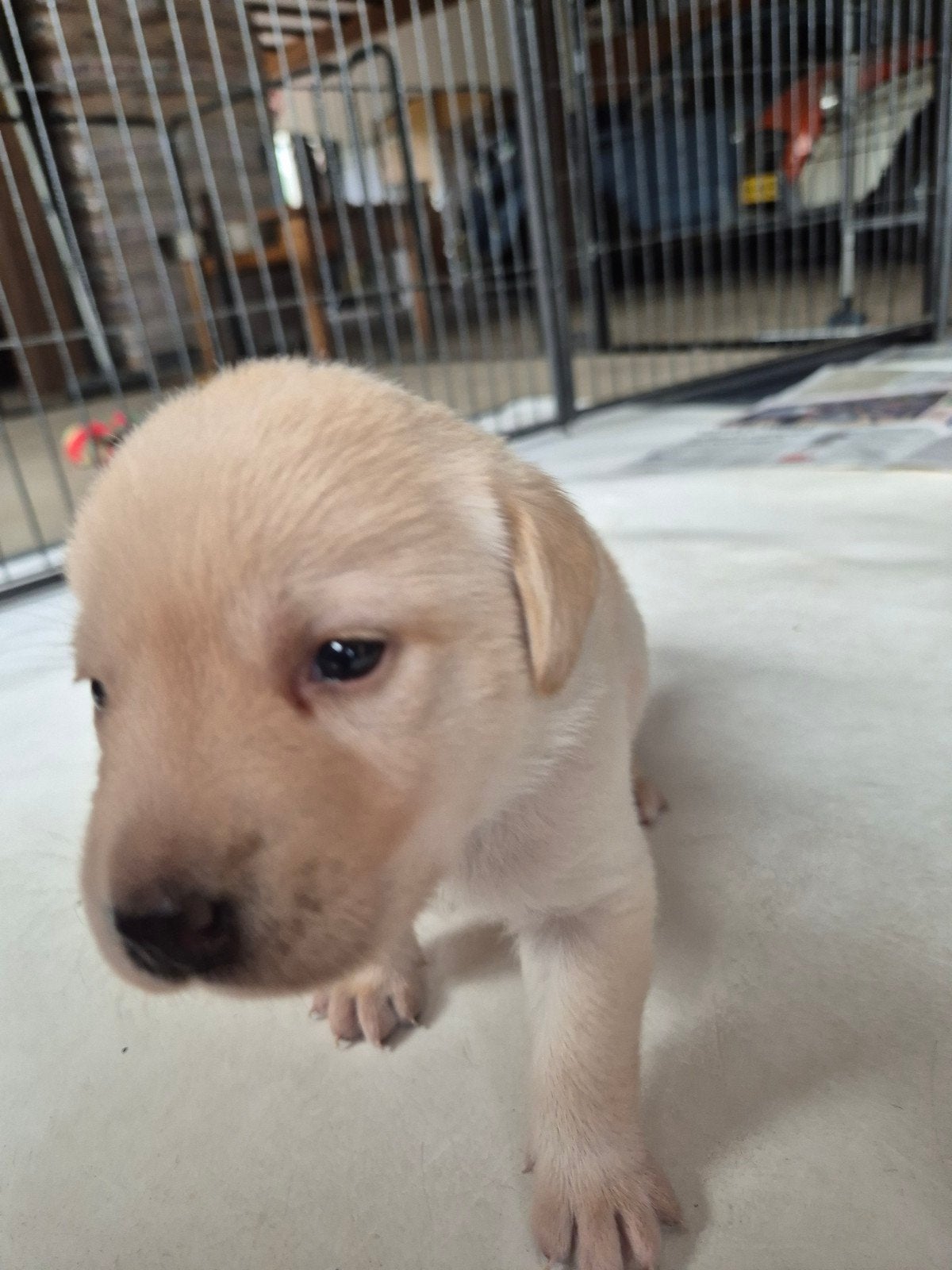 Labrador pups, Dieren en Toebehoren, Honden | Retrievers, Spaniëls en Waterhonden, 8 tot 15 weken, Labrador retriever, Parvo, Meerdere