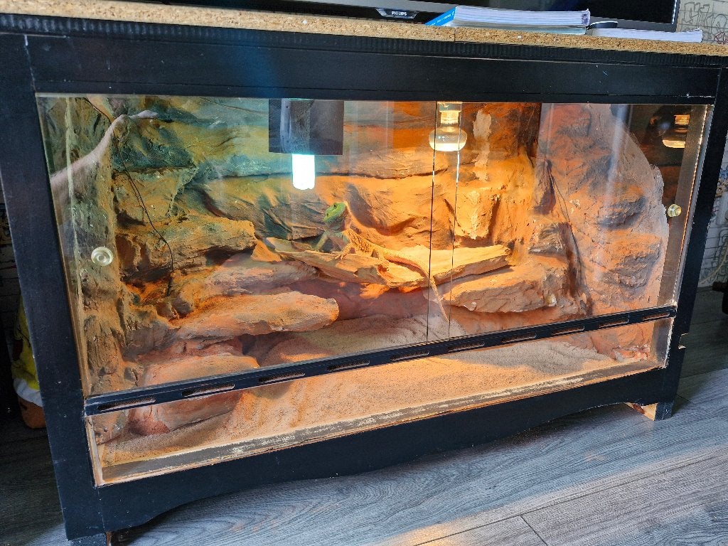 Hand tamme baardagaam inclusief terarium, Hagedis, Tam, 3 tot 6 jaar