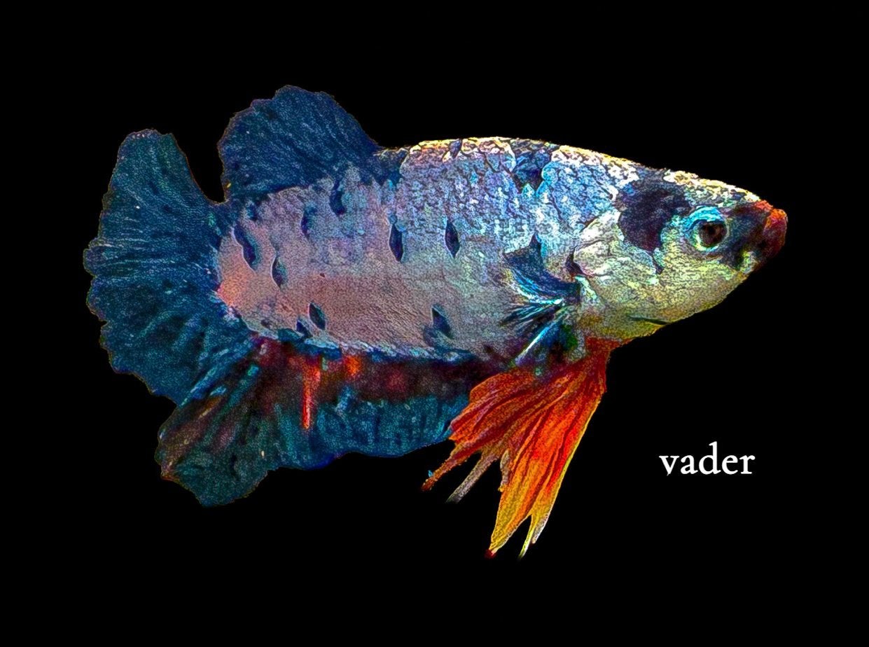Plaket Koi Betta, Dieren en Toebehoren, Vissen | Aquariumvissen, Vis