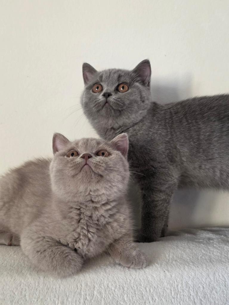 Britse korthaar, Dieren en Toebehoren, Katten en Kittens | Raskatten | Korthaar, Meerdere dieren