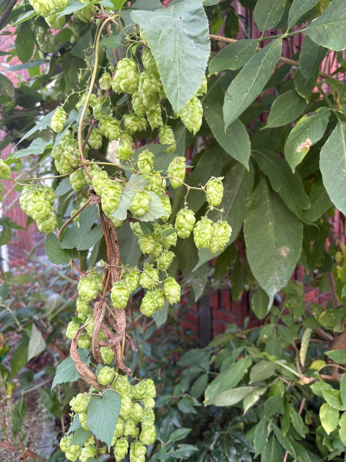 Hopbellen hop voor de (hobby) bier brouwer, Ophalen, Minder dan 100 cm, Overige soorten, Zomer