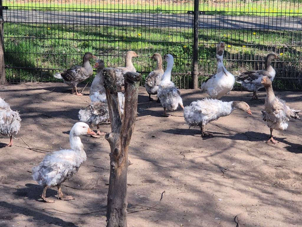 Sebastepol krulveer ganzen eieren van mijn mooie dieren, Dieren en Toebehoren, Pluimvee, Meerdere dieren, Gans of Zwaan