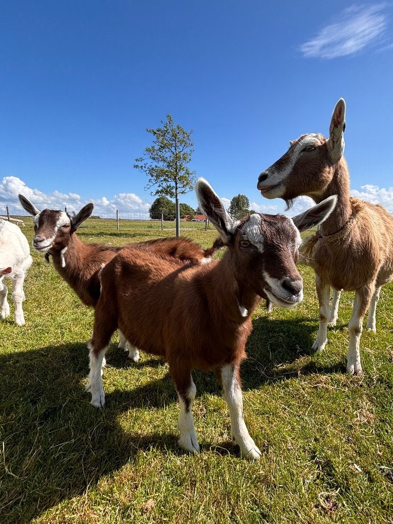 Toggenburger bokjes, Dieren en Toebehoren, Schapen, Geiten en Varkens, Mannelijk, Geit, 0 tot 2 jaar