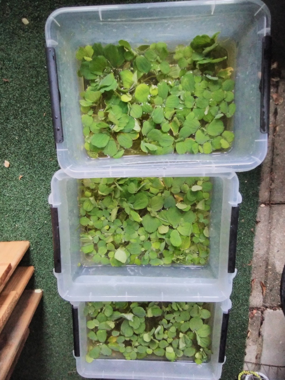 drijfplanten aquarium, Dieren en Toebehoren, Ophalen of Verzenden, Nieuw, Plant(en), Steen of Hout