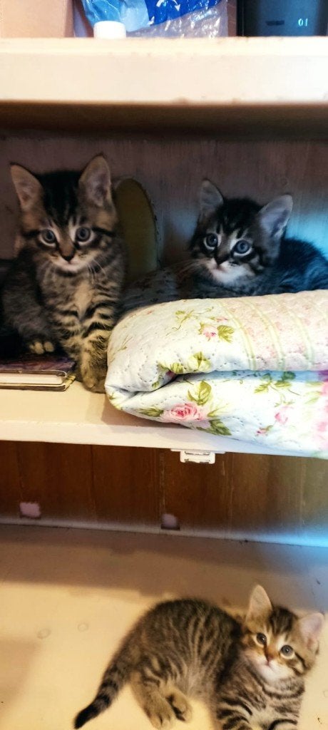 Ragdoll kruising Britse Korthaar kittens, Meerdere dieren, Ontwormd, 0 tot 2 jaar