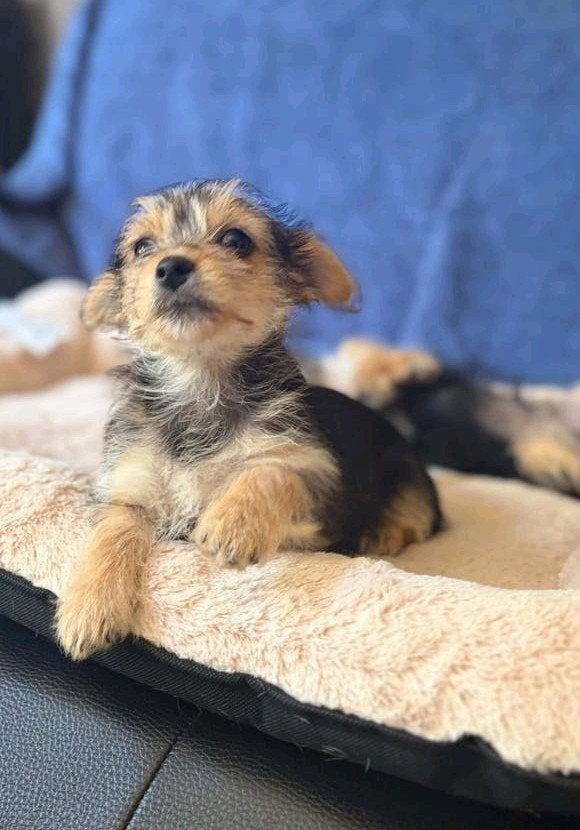 Prachtige Yorkshire Terriër mix pups, Parvo, Jack Russell Terriër, 8 tot 15 weken, Meerdere