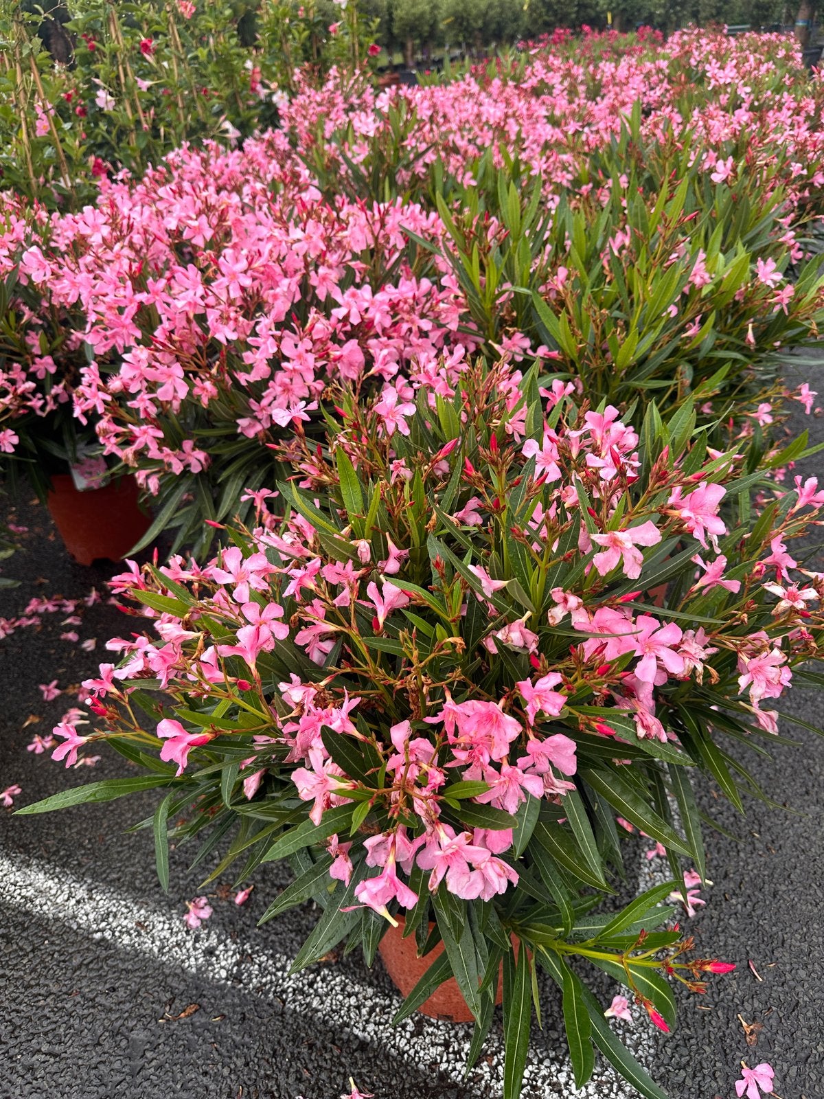 Oleander Zomer aanbieding; verder Olijfbomen, Palmen, Yucca, Volle zon, Vaste plant, Zomer, Ophalen