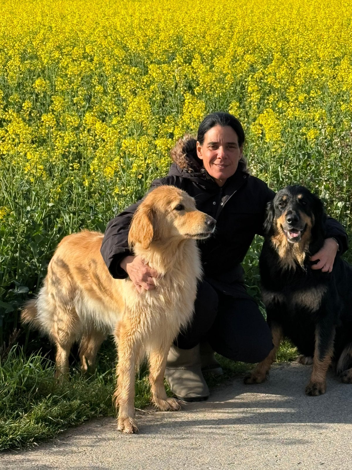 Hovawart pups, Parvo, 8 tot 15 weken, Groot, Meerdere