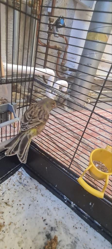 Kanariepop, Dieren en Toebehoren, Vogels | Kanaries, Vrouwelijk, Kleurkanarie