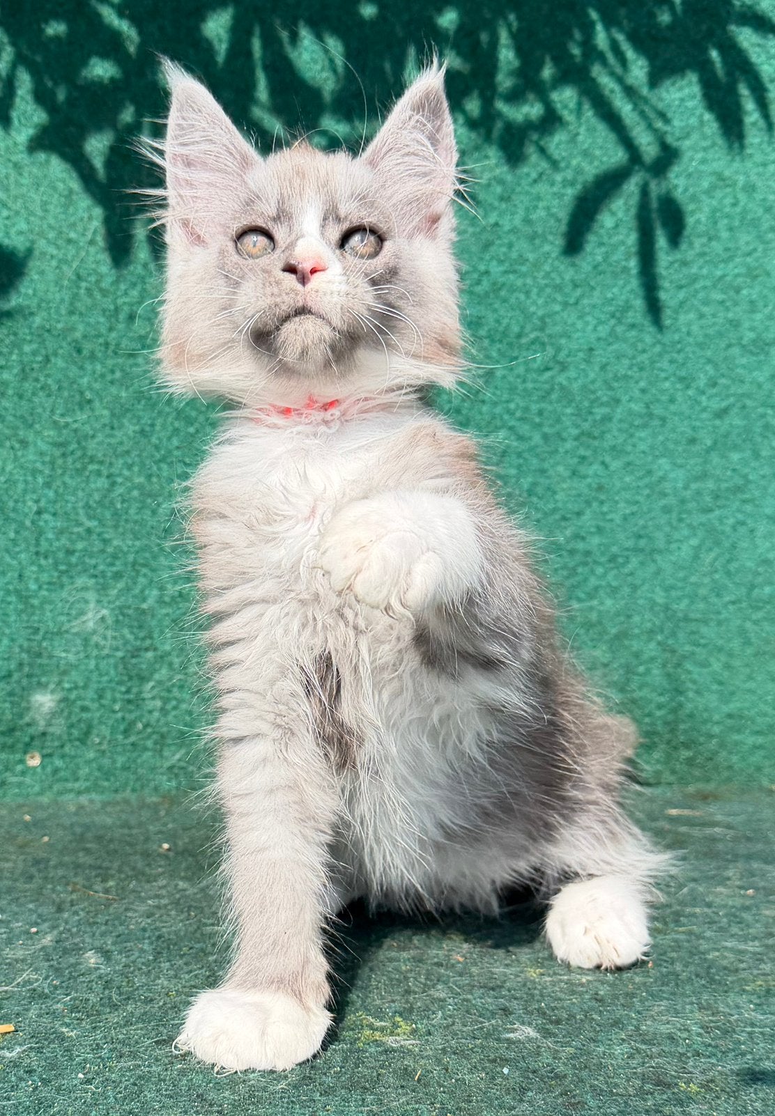Een super mooi groot maine coon katertje beschikbaar, Dieren en Toebehoren, Kater, Met stamboom, 0 tot 2 jaar