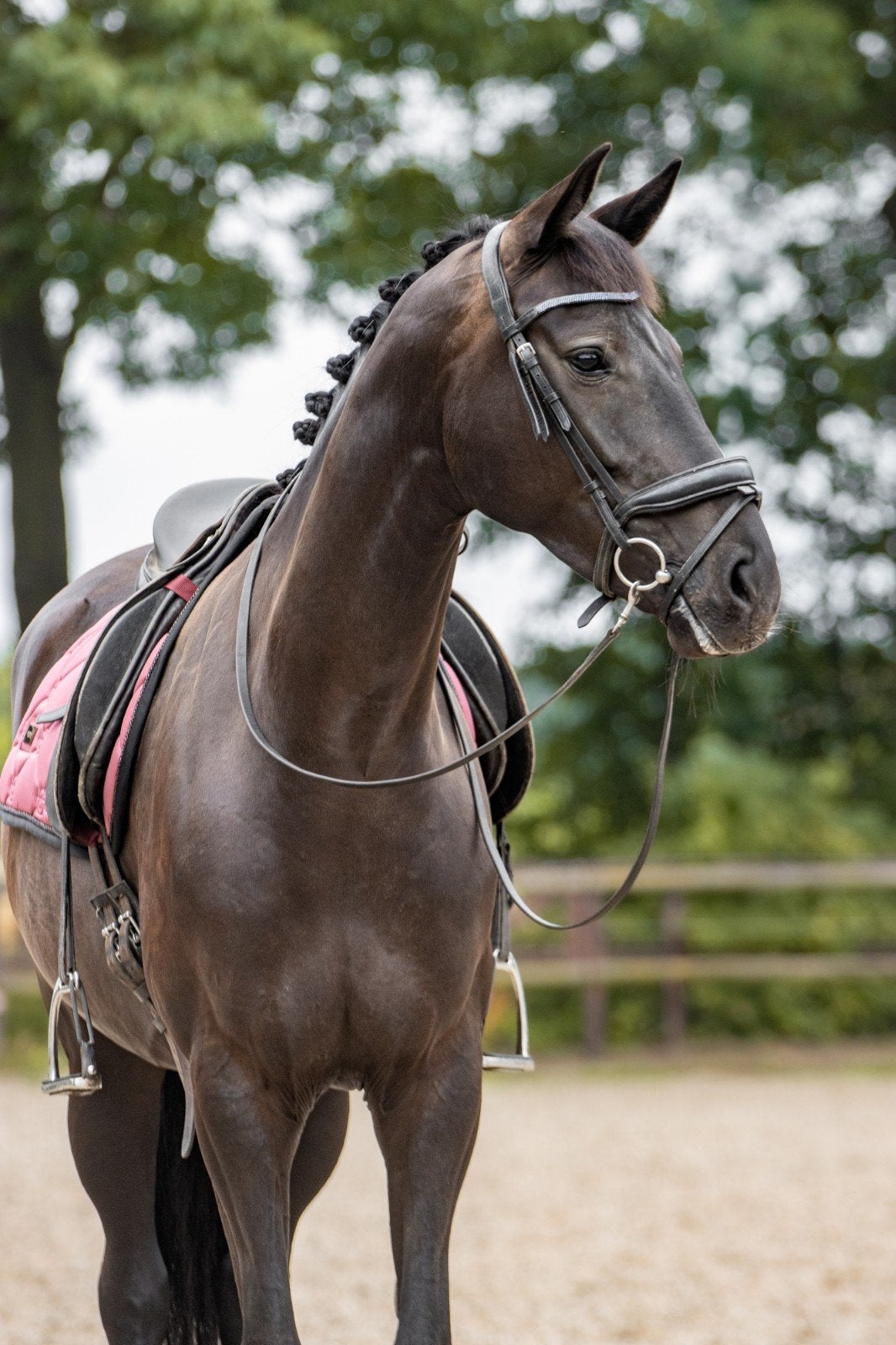 Talentvolle 4-jarige merrie | Fontaine TN x Sorento | Braaf, Merrie, 160 tot 165 cm, 3 tot 6 jaar